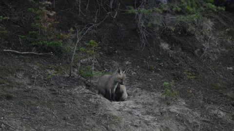 Red fox in the wild 스톡 동영상 337842884