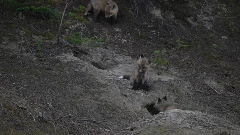 Red fox in the wild Stock Footage 337842912