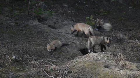 Red fox in the wild Stock Footage 337842947