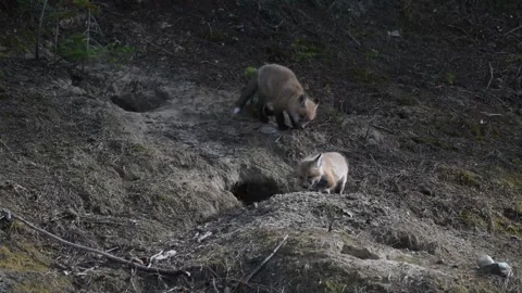 Red fox in the wild Stock Footage 337842960