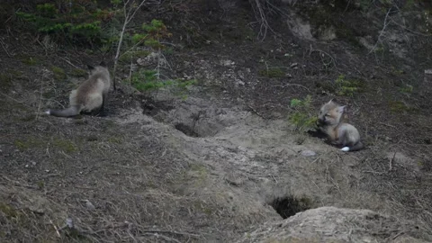 Red fox in the wild Видео 337842972