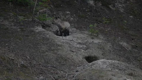 Red fox in the wild Видео 337842976
