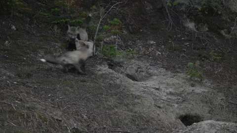Red fox in the wild Stockbeeldmateriaal 337842981