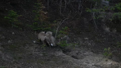 Red fox in the wild Vidéo 337843000