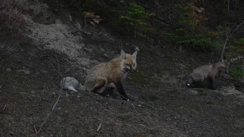 Red fox in the wild Stock Footage 337843071