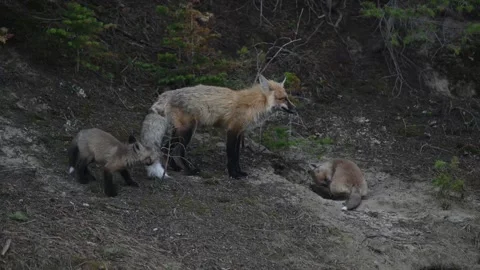 Red fox in the wild Stock-Footage 337843074
