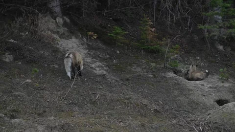 Red fox in the wild Stockbeeldmateriaal 337843081
