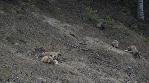 Red fox in the wild Vidéo 337843106