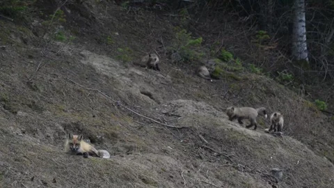 Red fox in the wild 库存影片 337843125