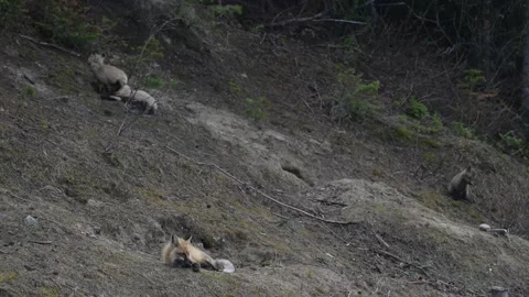 Red fox in the wild Stock Footage 337843138