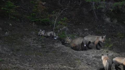 Red fox in the wild Stock Footage 337843147