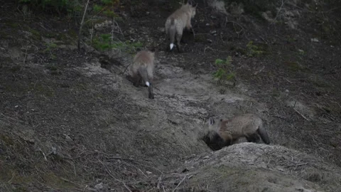 Red fox in the wild Stock-Footage 337843151