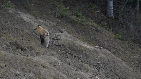 Red fox in the wild Stock-Footage 337843212