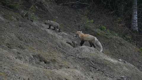 Red fox in the wild Vidéo 337843217