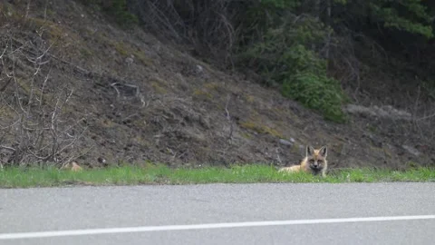 Red fox in the wild Vidéo 337843223