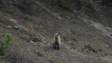 Red fox in the wild Stock-Footage 337843240