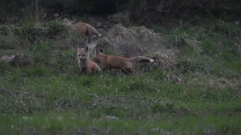 Red fox in the wild Vídeos de archivo 337843256