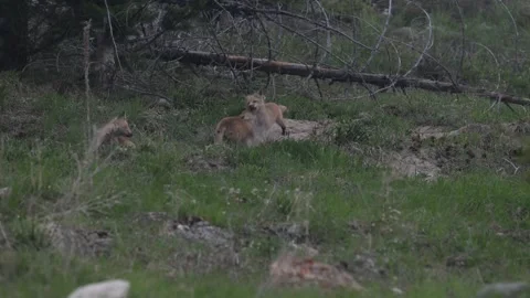 Red fox in the wild Stock-Footage 337843262