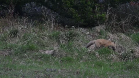 Red fox in the wild Stock Footage 337843270