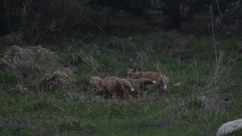 Red fox in the wild Vídeos de archivo 337843274