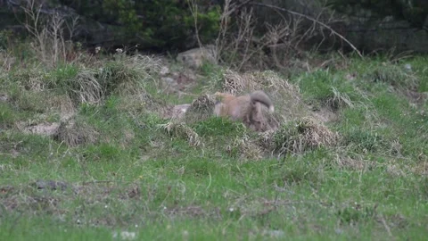 Red fox in the wild Stock Footage 337843289