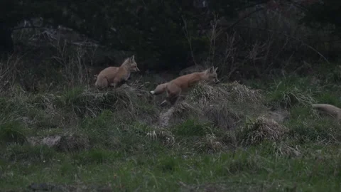 Red fox in the wild Stock Footage 337843300