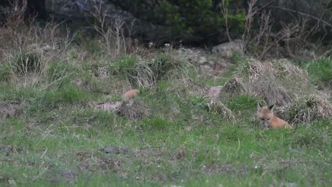 Red fox in the wild Stockbeeldmateriaal 337843312