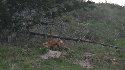 Red fox in the wild Video stock 337843356