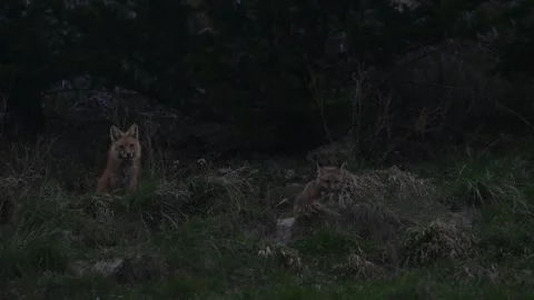 Red fox in the wild Stockbeeldmateriaal 337843359
