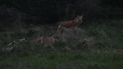 Red fox in the wild Stock Footage 337843366