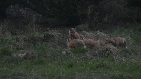 Red fox in the wild Vídeos de archivo 337843370