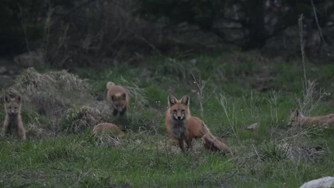 Red fox in the wild Vídeos de archivo 337843374