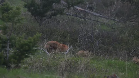Red fox in the wild Stock Footage 337843402