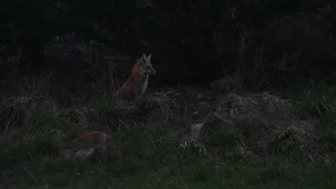 Red fox in the wild Vídeos de archivo 337843415