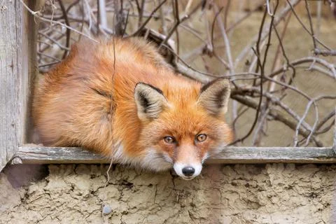 Red fox by the window Stock Photos