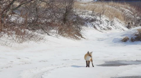 Red Fox in Winter Stock Footage 48659027