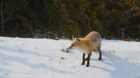 Red Fox in Winter Stock Footage 48659796