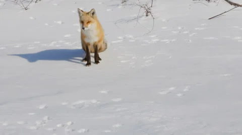 Red Fox in Winter 動画素材 48660103