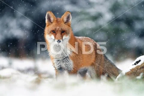 Red fox in winter Stock Photos