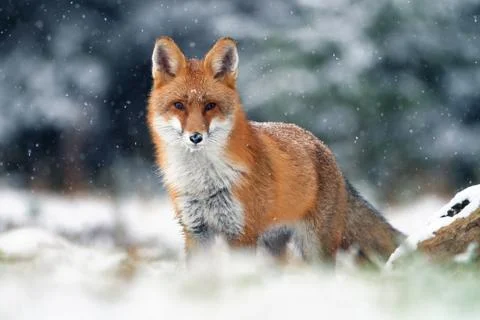 Red fox in winter Stock Photos