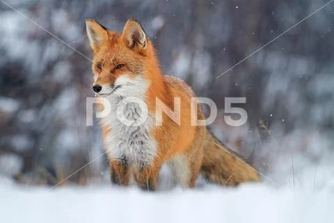 Red fox in winter Stock Photos