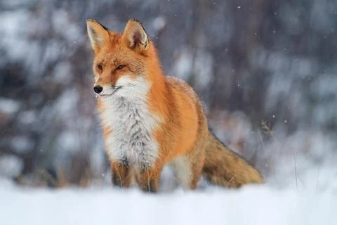 Red fox in winter Foto stock