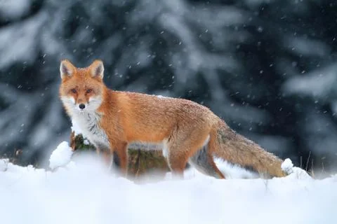 Red fox in winter Foto stock
