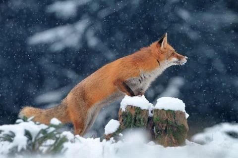 Red fox in winter Stock Photos