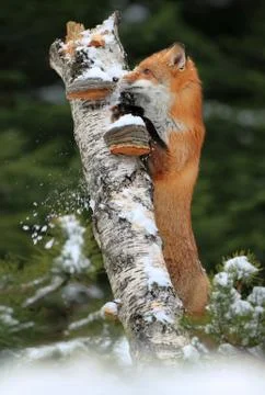 Red fox in winter Stock Photos