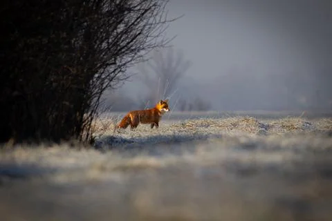 Red fox in winter. Red fox on a winter meadow. Stock Photos