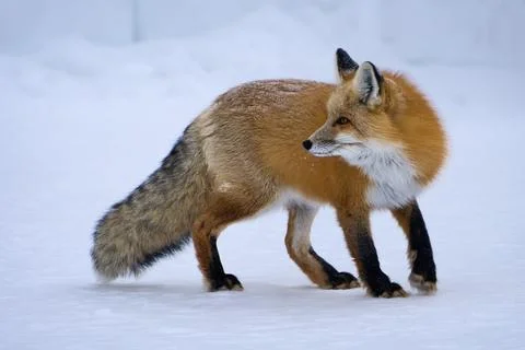 Red Fox in Winter Snow Stock Photos