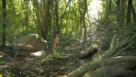 Red Fox in woods Stock Footage 91249939