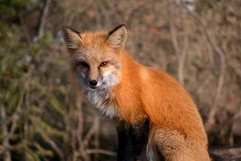 Red Fox in the Woods Stock Photos