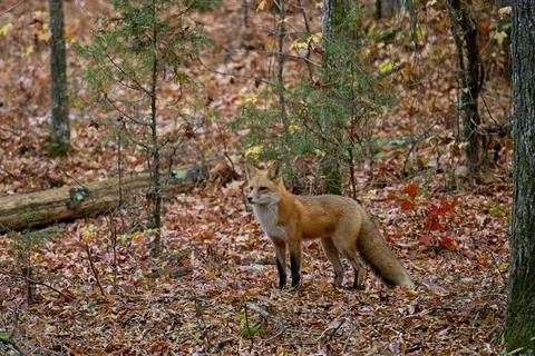 Red Fox in Woods Stock Photos